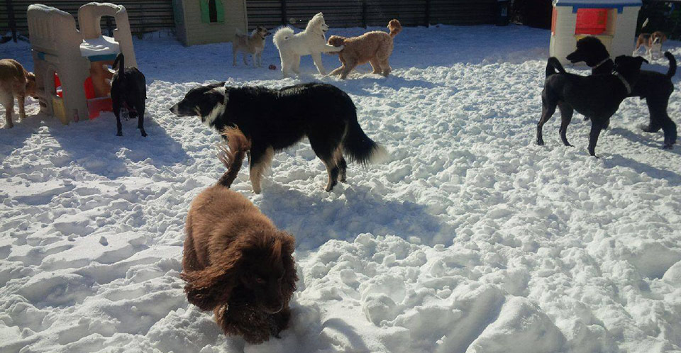 Winter time with friends at Doggie Playland