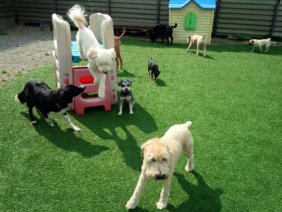 outdoor time with friends at Doggie Playland