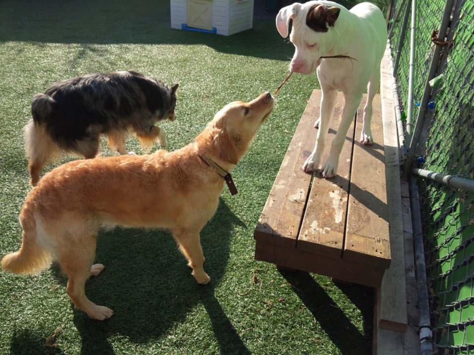 outdoor time with friends at Doggie Playland