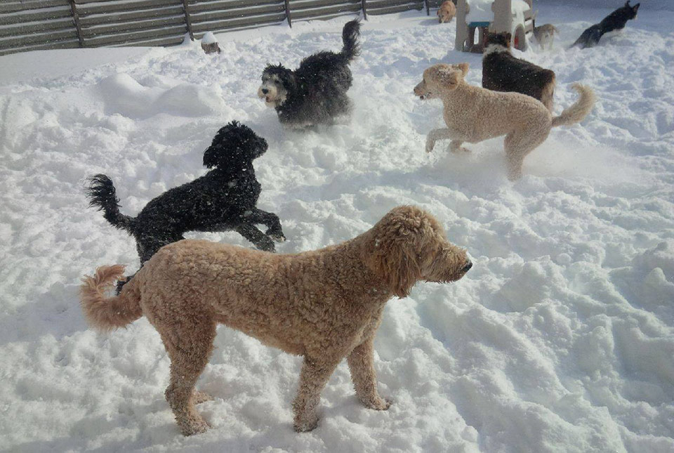Winter time with friends at Doggie Playland